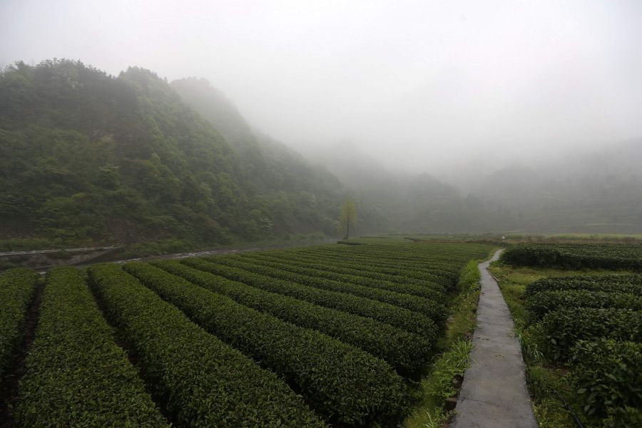 農行重慶秀山支行通過公司、基地、農戶支持當地農民走上脫民致富
